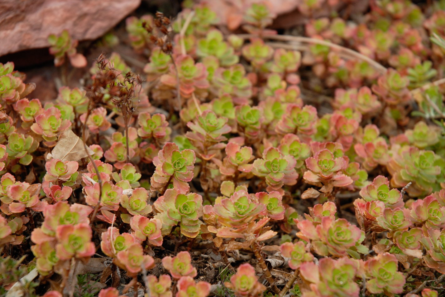 Dragon's Blood Sedum
